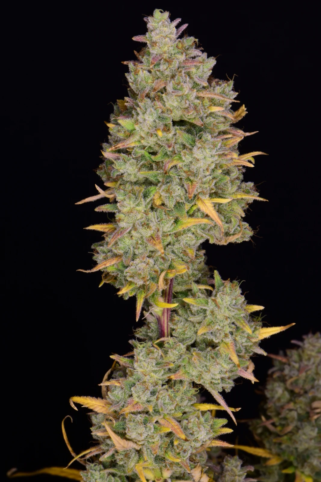 fast-buds-gelato-auto-feminised-cannabis-seeds-7