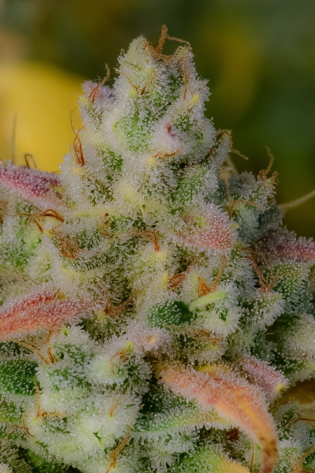 fast-buds-gelato-auto-feminised-cannabis-seeds-8