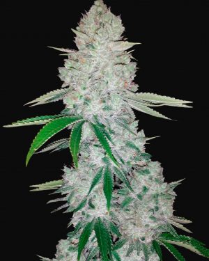 Gorilla Glue Auto Feminised Seeds