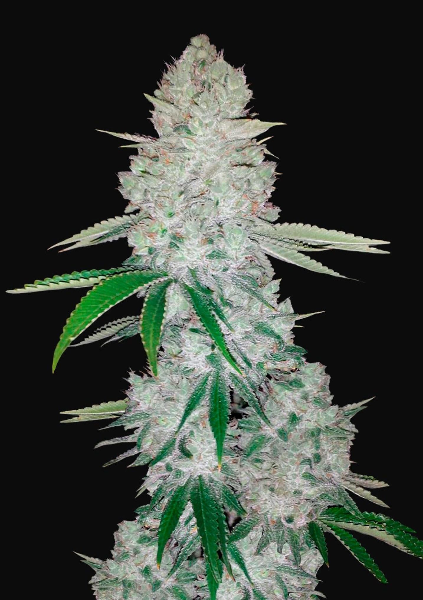 fast-buds-gorilla-glue-auto-feminised-cannabis-seeds-1