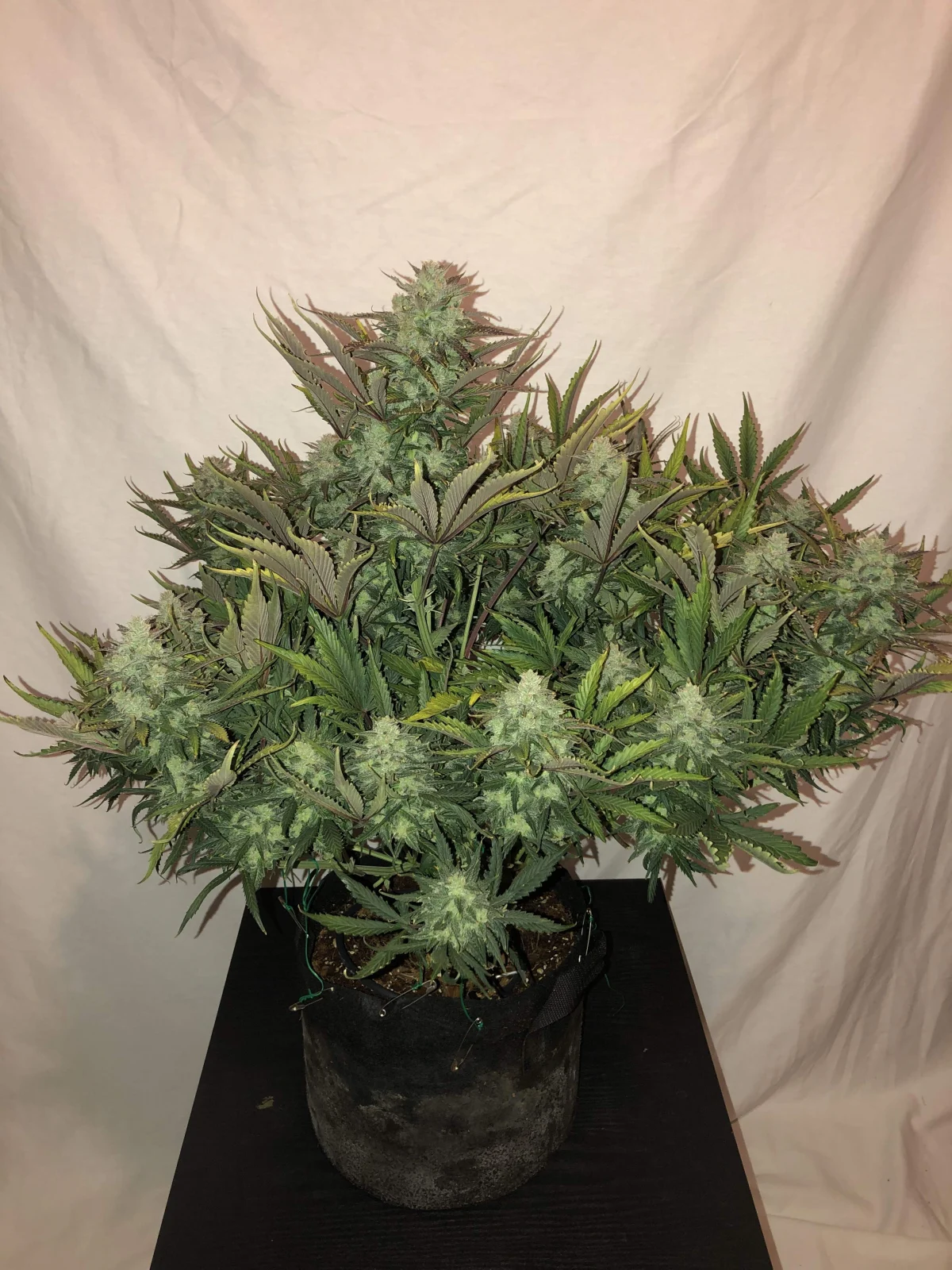 fast-buds-gorilla-glue-auto-feminised-cannabis-seeds-1