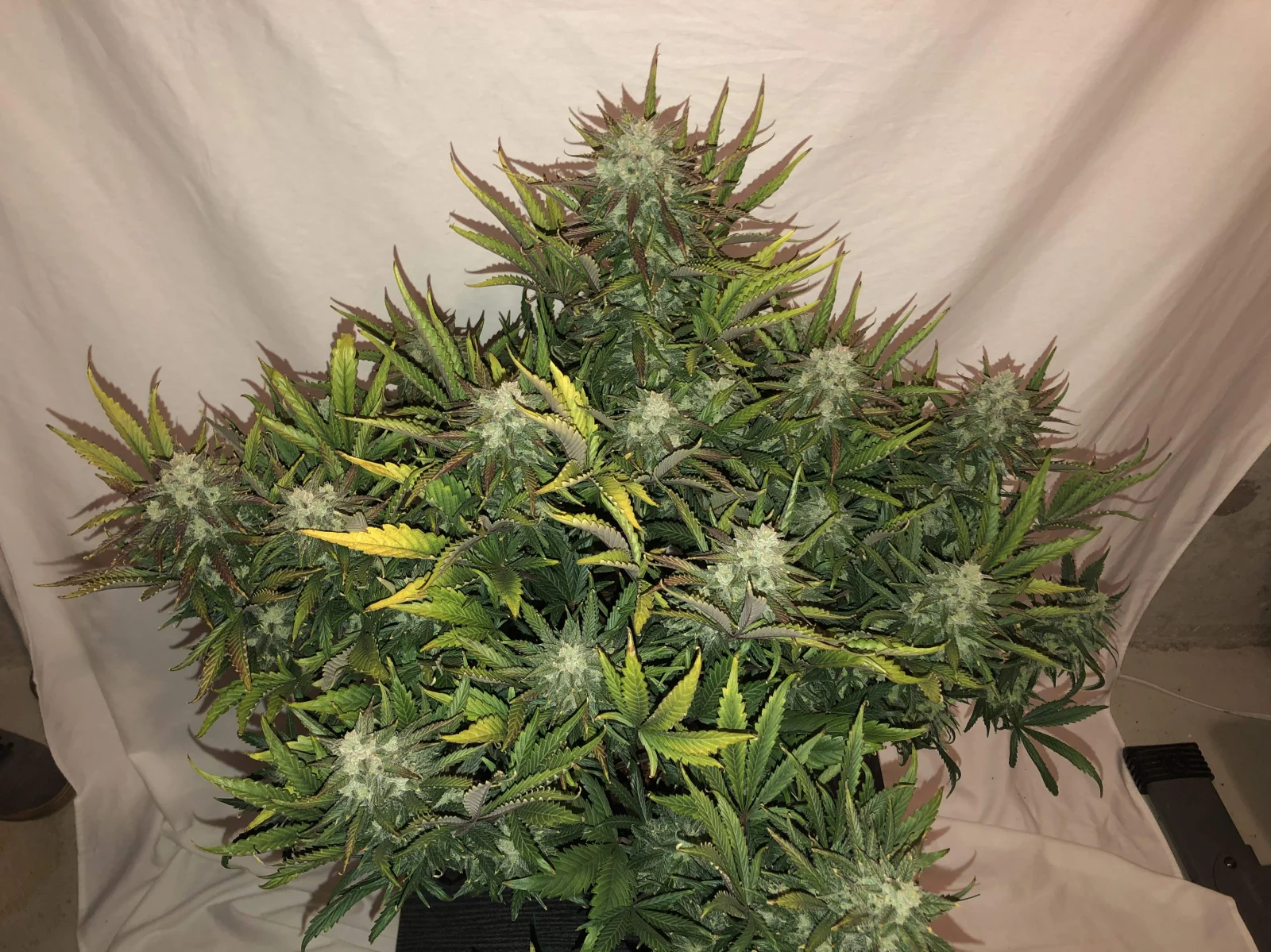 fast-buds-gorilla-glue-auto-feminised-cannabis-seeds-2