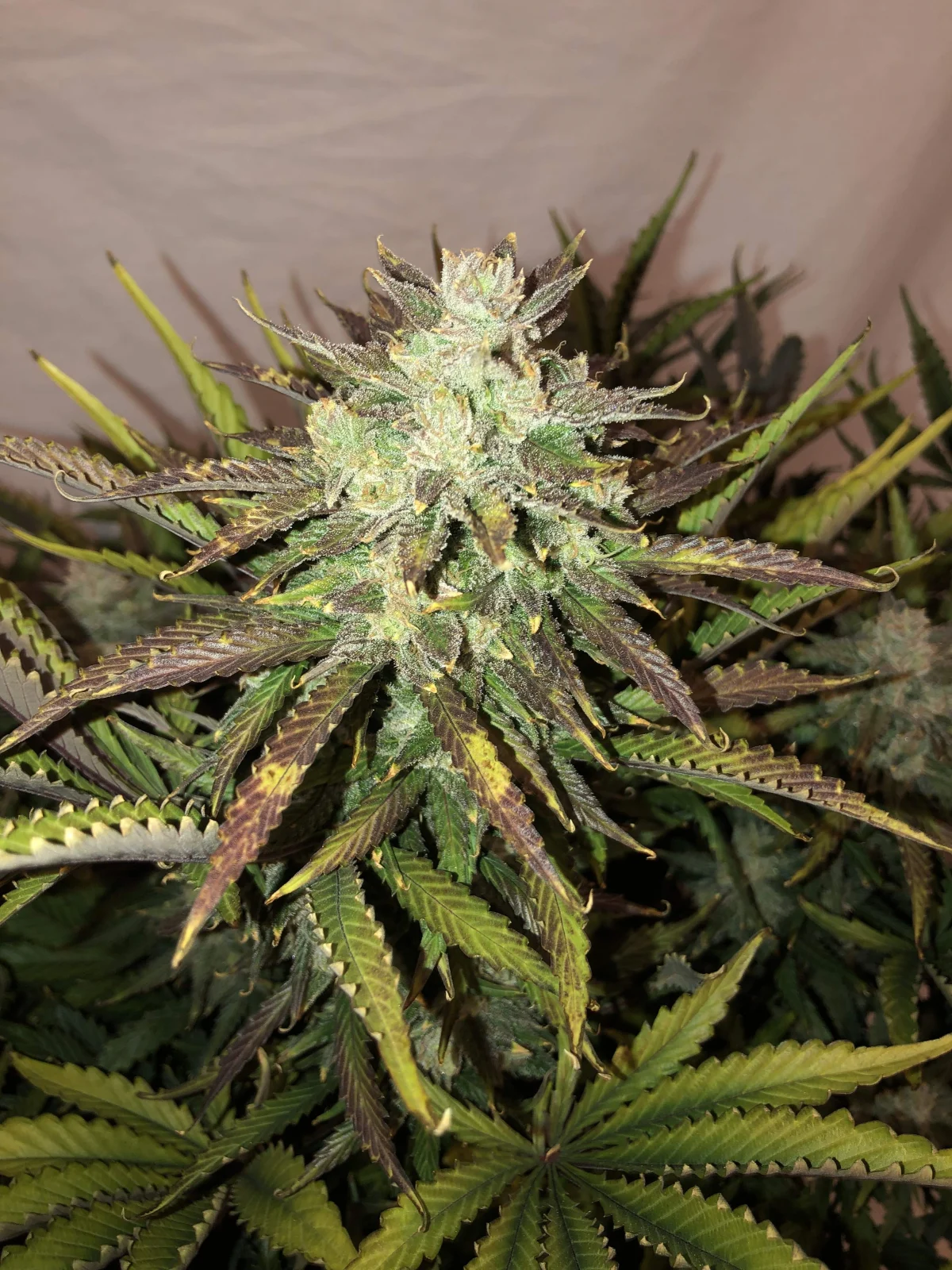 fast-buds-gorilla-glue-auto-feminised-cannabis-seeds-3