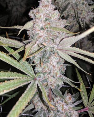 Indiana Bubblegum BX3 Regular Seeds