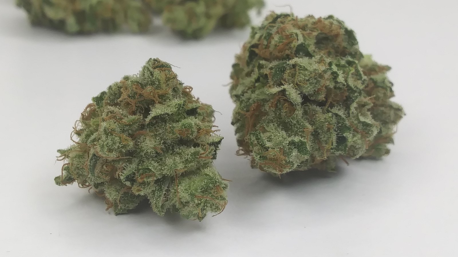 fleur-du-mal-indiana-bubblegum-regular-cannabis-seeds-4