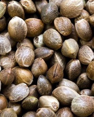 Ortega Mix Regular Seeds