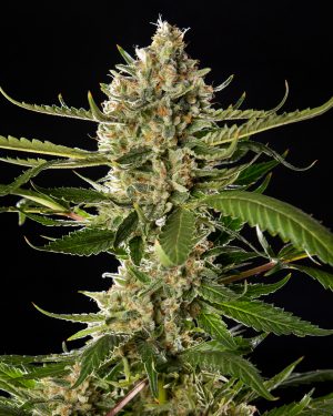 Lemon OG Candy Feminised Seeds