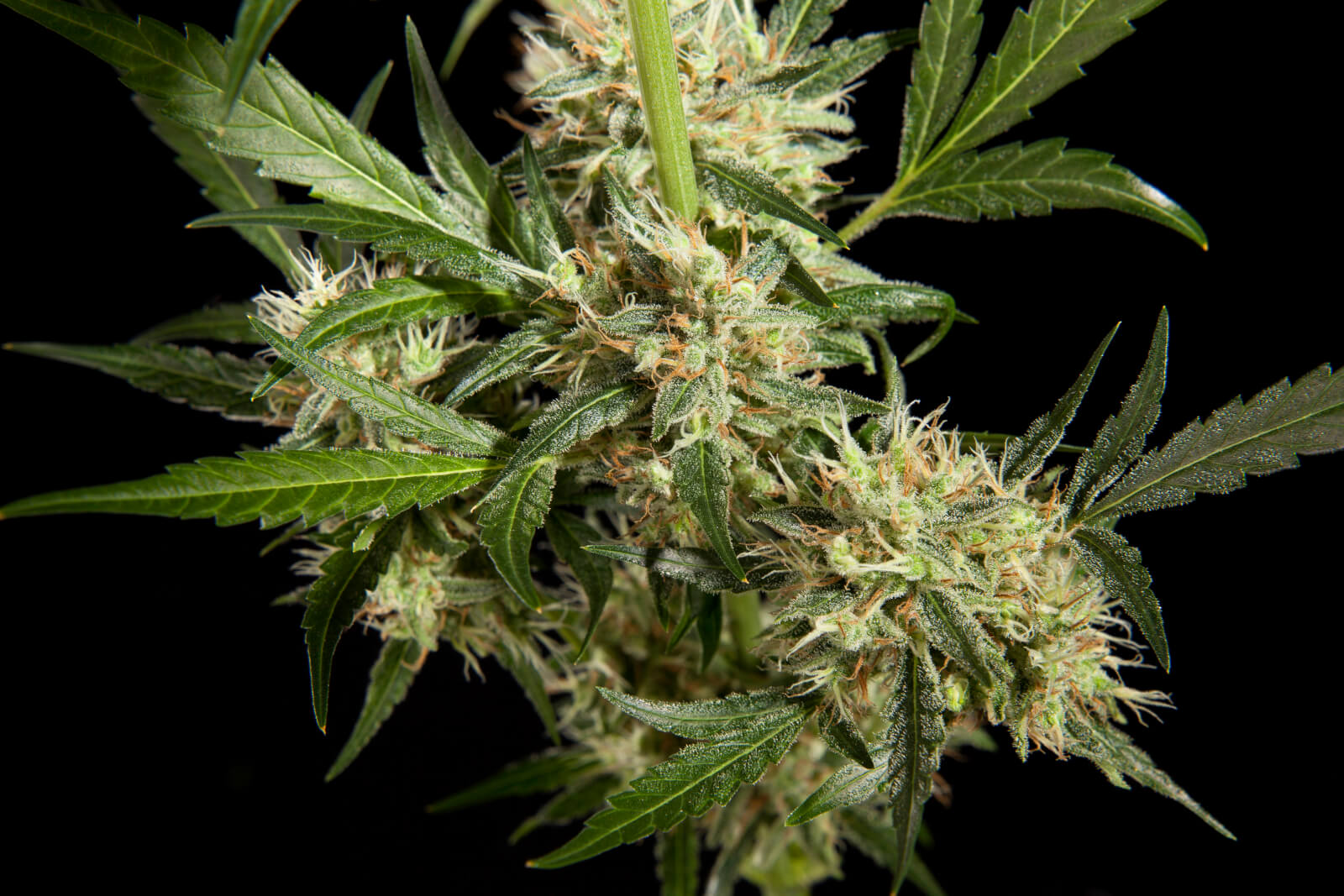 philosophers-seeds-lemon-og-candy-feminised-cannabis-seeds-6