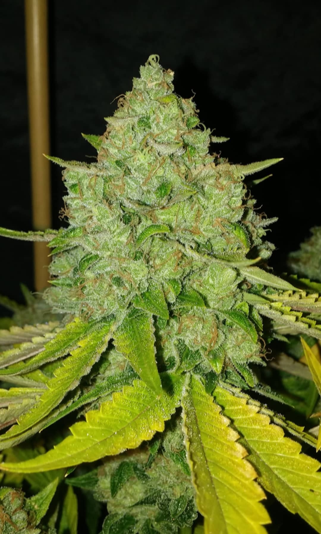 sour-rado-regular-cannabis-seeds-karma-genetics-1