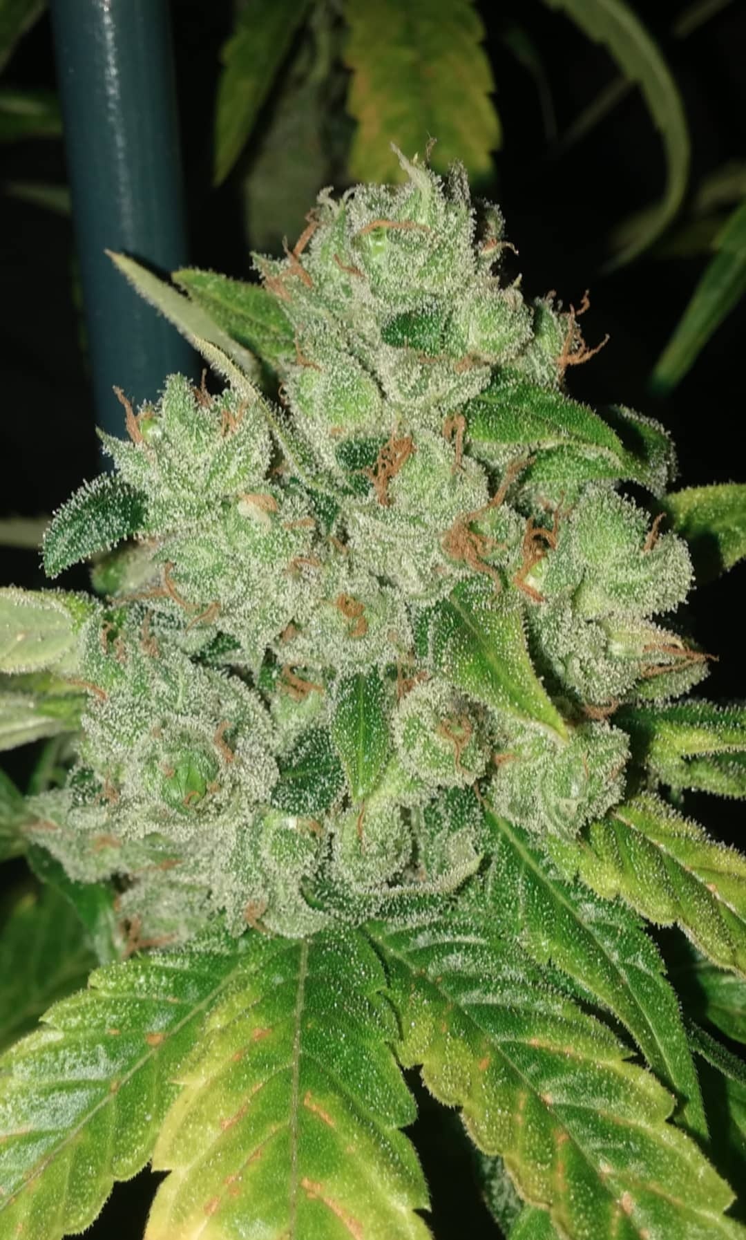 sour-rado-regular-cannabis-seeds-karma-genetics-3