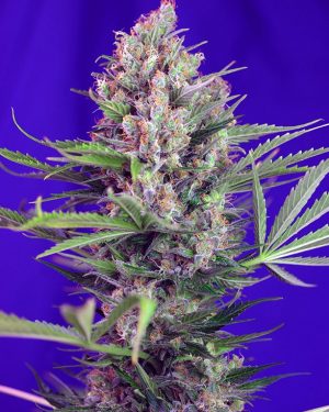 Cream Mandarine F1 Fast Version Feminised Seeds