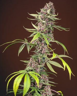 Red Mandarine F1 Fast Version Feminised Seeds