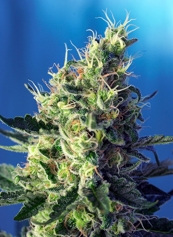 sweet-seeds-sweet-pure-cbd-feminised-cannabis-seeds-1