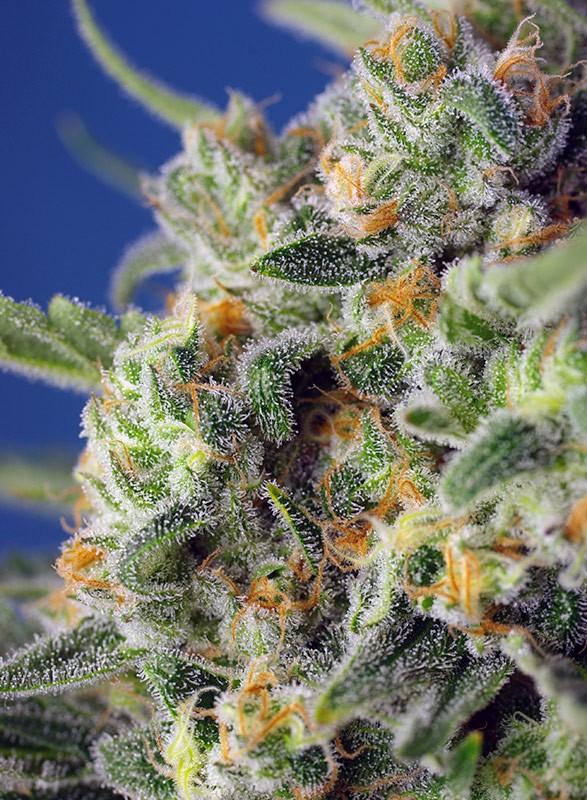 sweet-seeds-sweet-pure-cbd-feminised-cannabis-seeds-2
