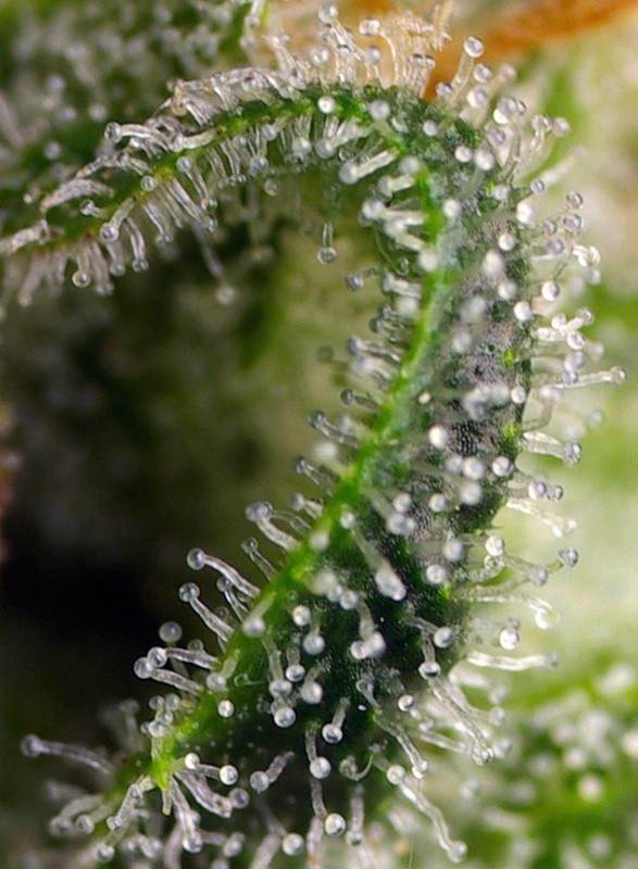 sweet-seeds-sweet-pure-cbd-feminised-cannabis-seeds-3