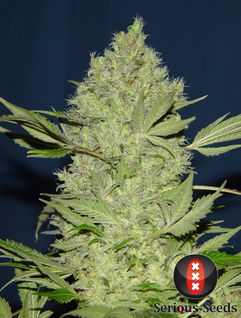 serious-seeds-chronic-regular-cannabis-seeds-1