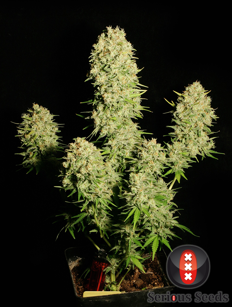 serious-seeds-chronic-regular-cannabis-seeds-2