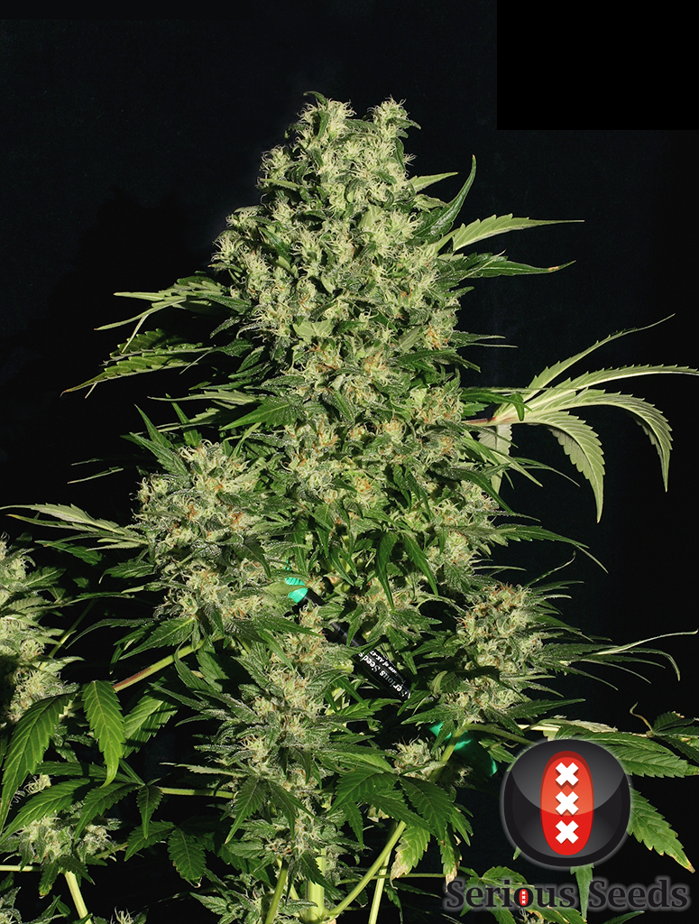 serious-seeds-chronic-regular-cannabis-seeds-3