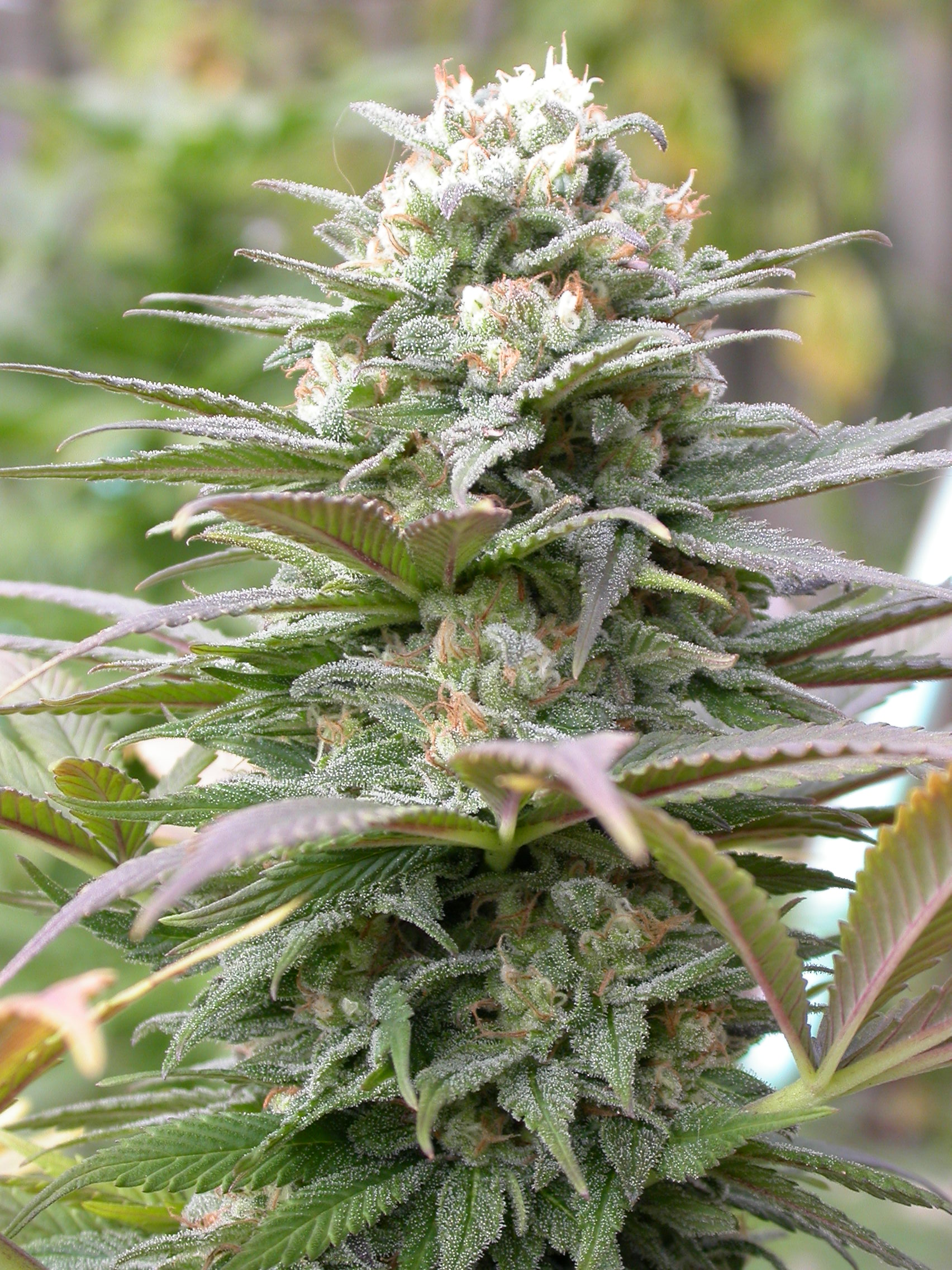 serious-seeds-warlock-feminised-cannabis-seeds-1