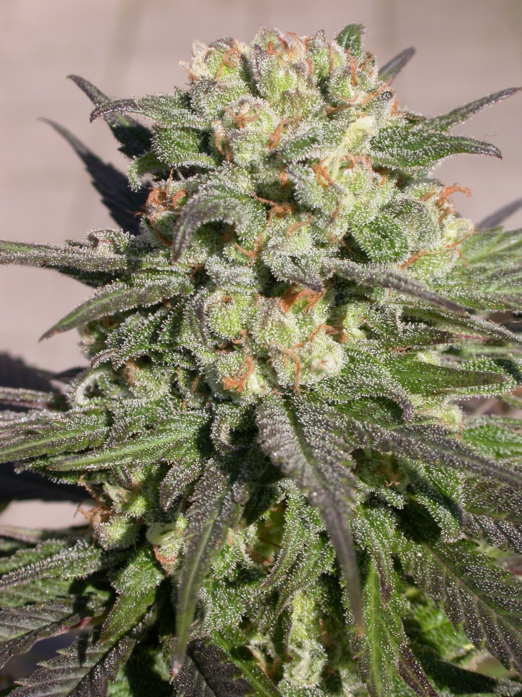serious-seeds-warlock-feminised-cannabis-seeds-5