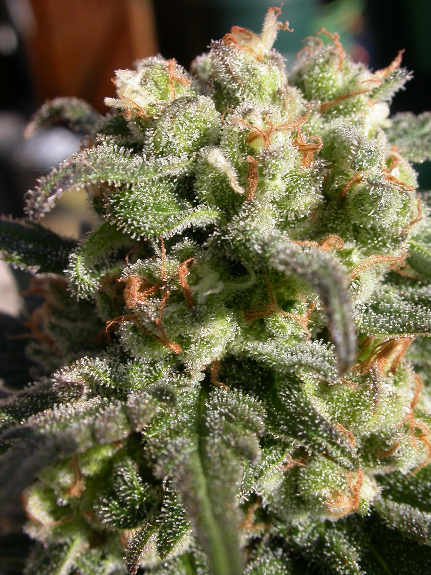 serious-seeds-warlock-feminised-cannabis-seeds-6