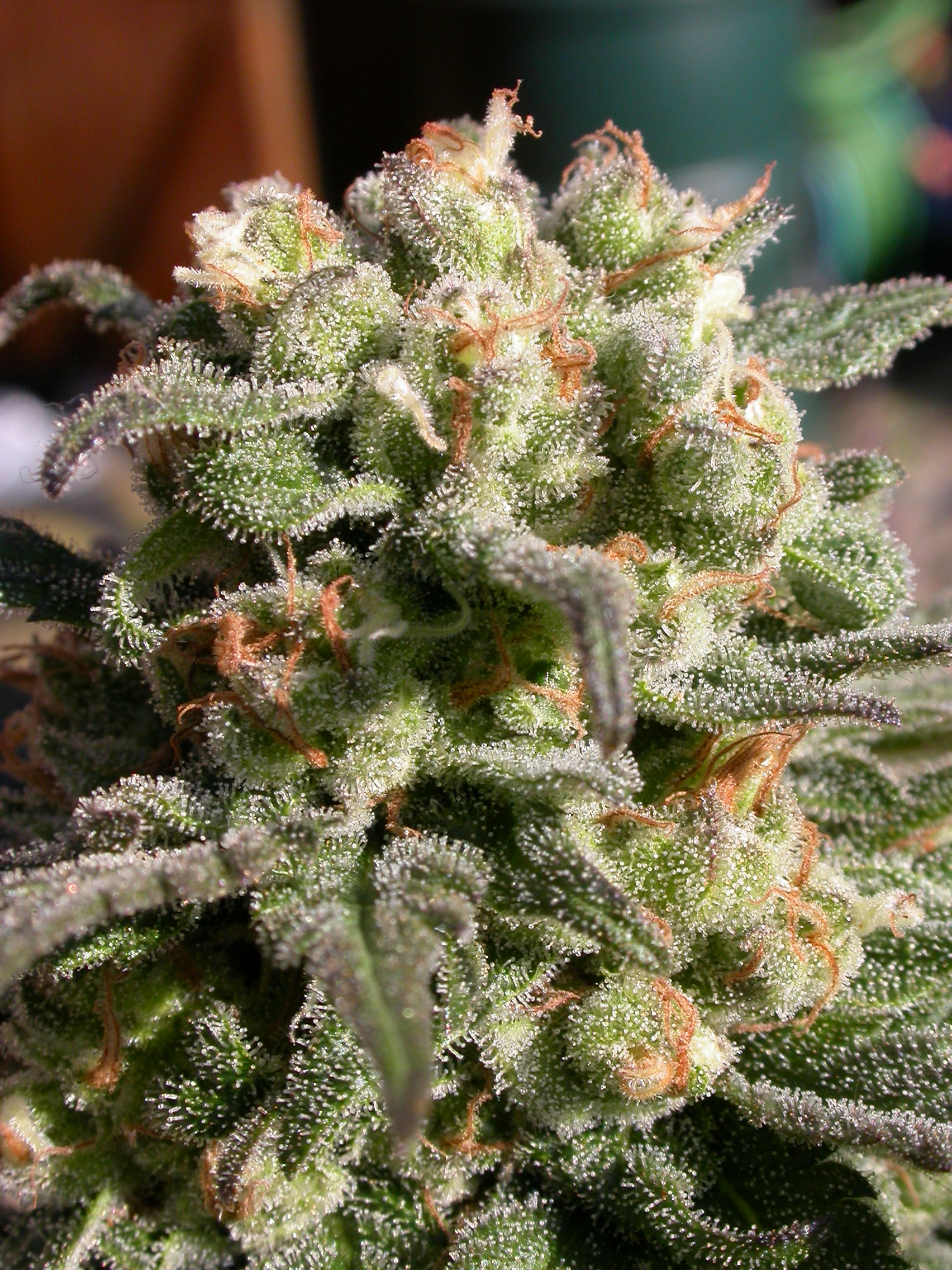 serious-seeds-warlock-feminised-cannabis-seeds-7