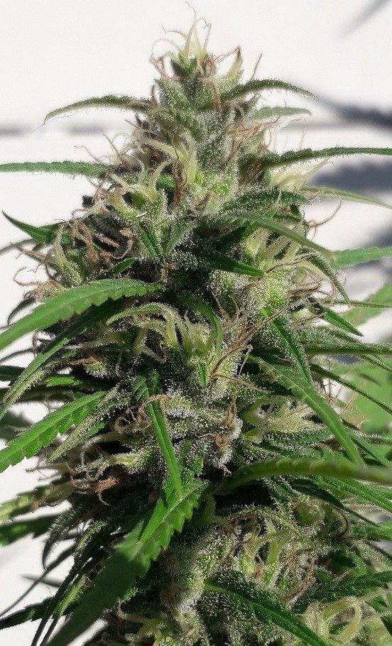 ace-seeds-new-caledonia-regular-cannabis-seeds-1