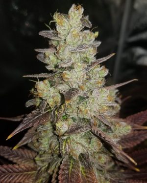 Blue Ice OG Feminised Seeds