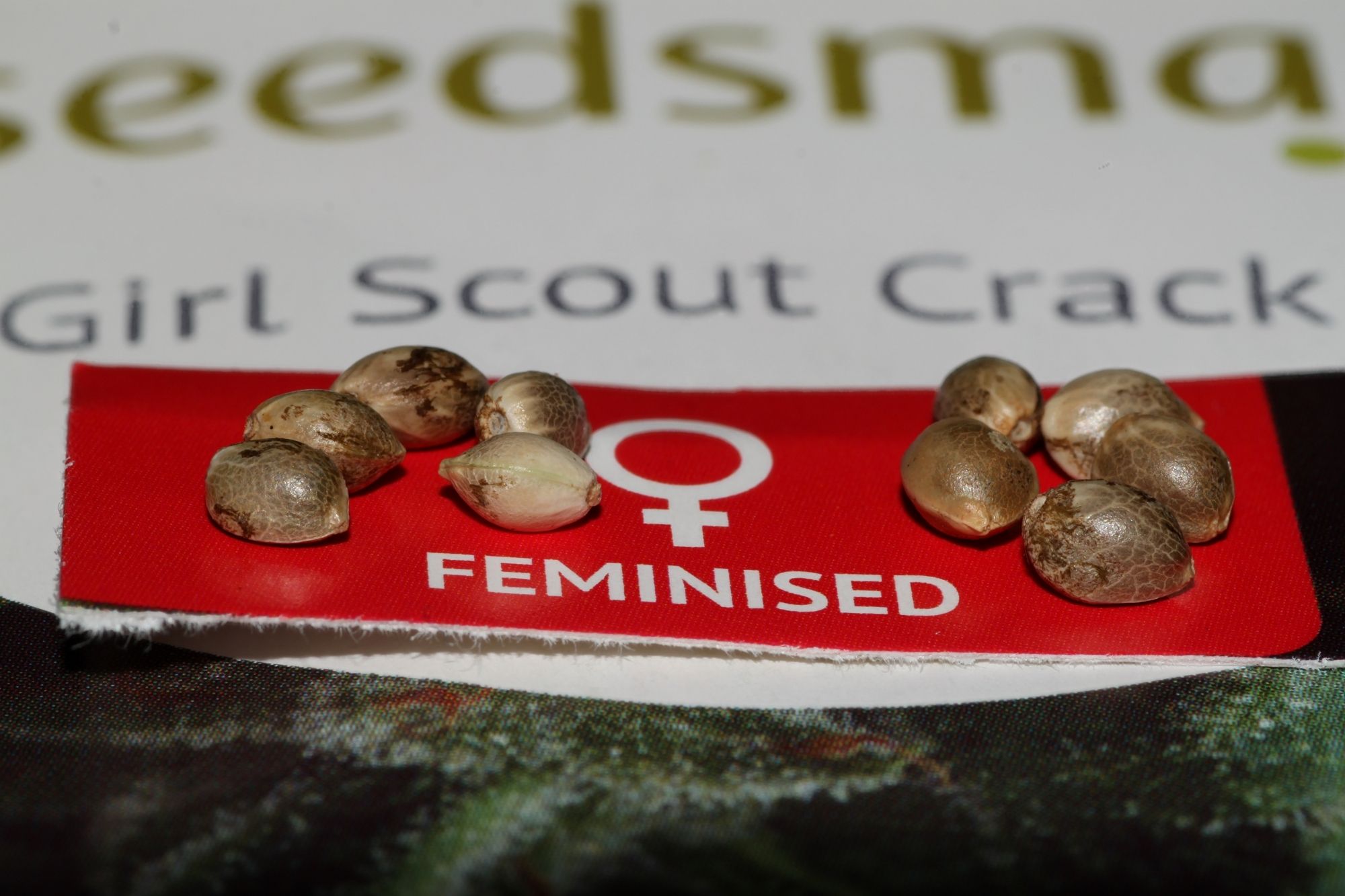seedsman-girl-scout-crack-feminised-cannabis-seeds-4