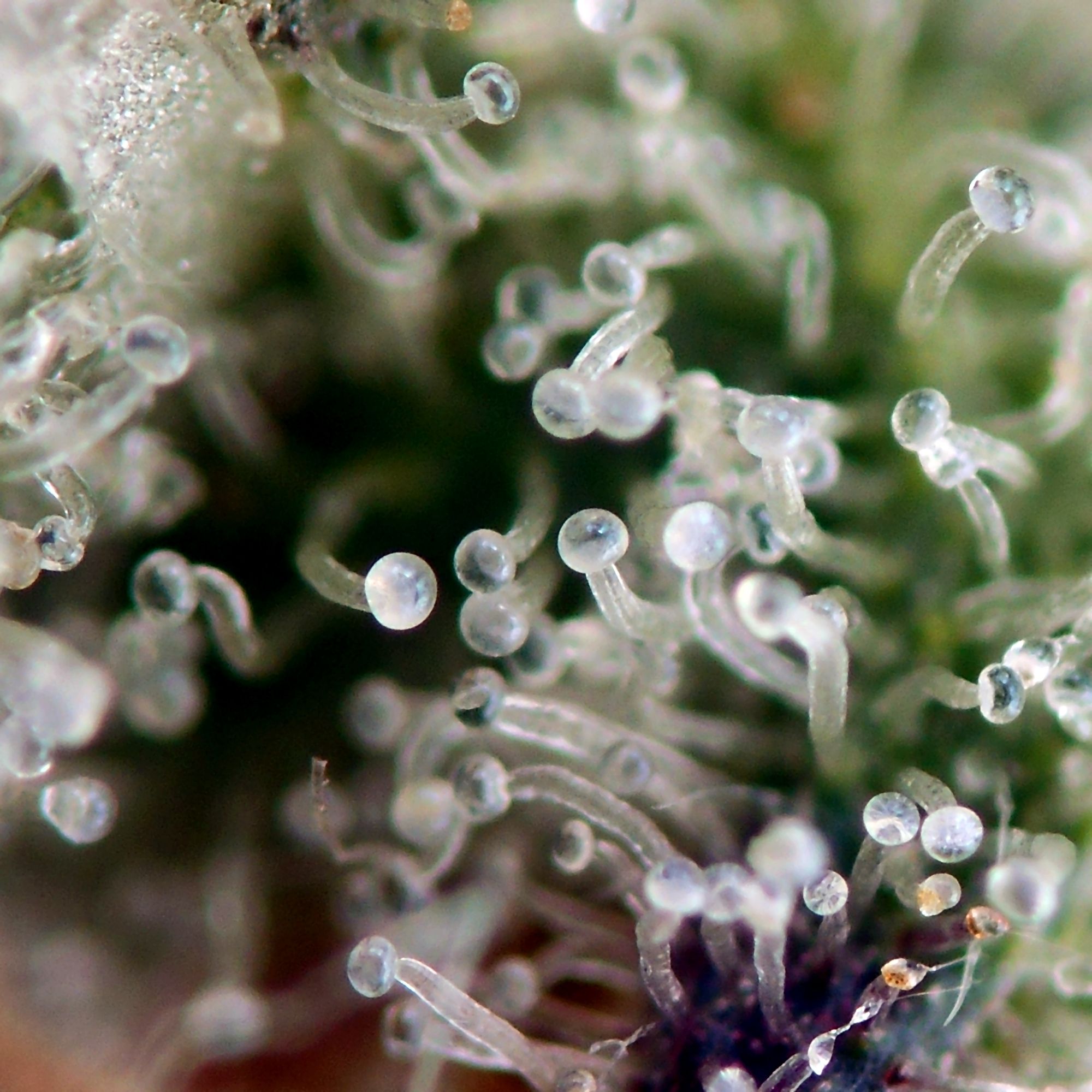 seedsman-girl-scout-crack-feminised-cannabis-seeds-6