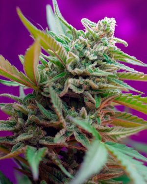 Black Jack Auto Feminised Seeds
