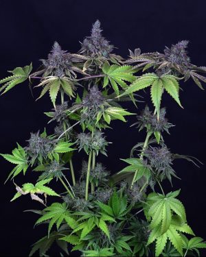 Gelat.OG Feminised Seeds