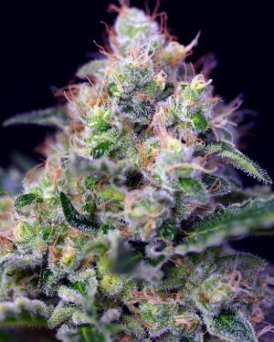 Cream Caramel Feminised Seeds
