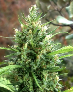 Moroccan Beldia Feminised Seeds