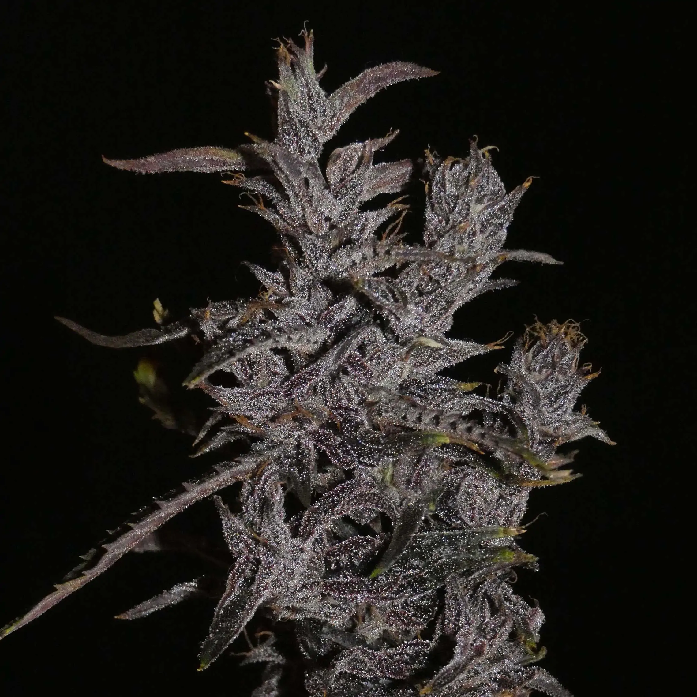 khalifa-genetics-muang-sing-lao-highland-tribe-regular-cannabis-seeds-1