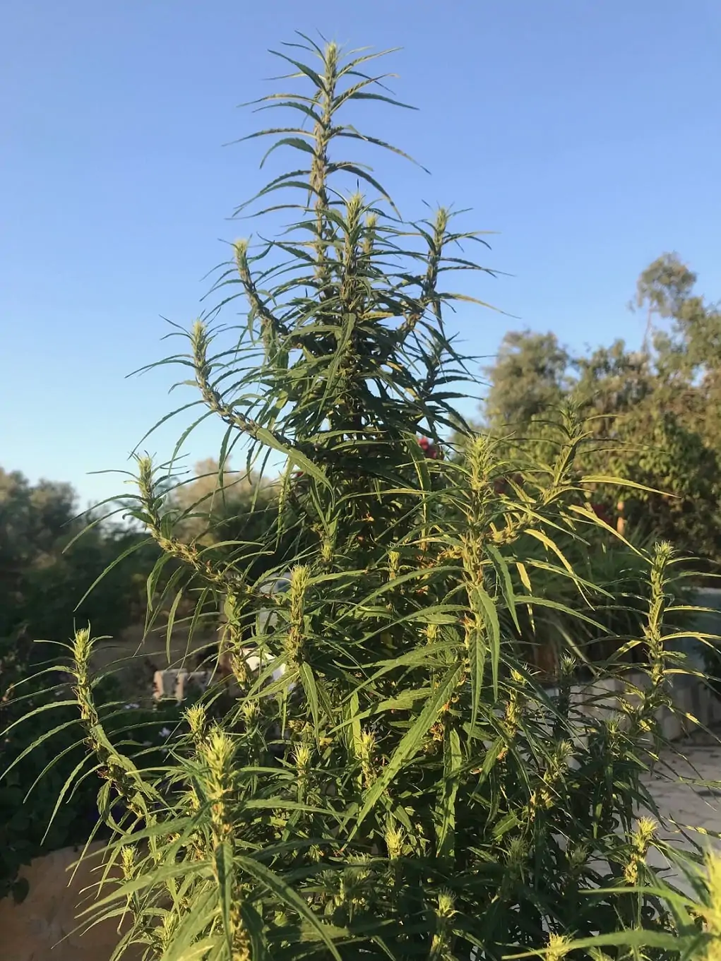 khalifa-genetics-muang-sing-lao-highland-tribe-regular-cannabis-seeds-3