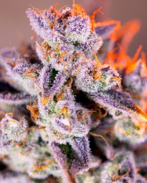 Tropicanna Poison XL Auto Feminised Seeds