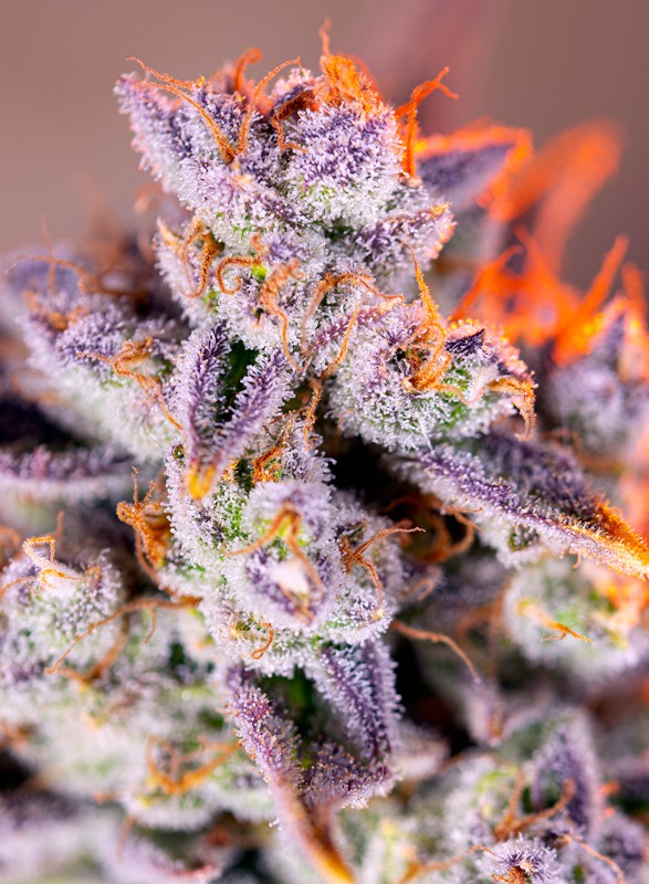 sweet-seeds-tropicanna-poison-xl-auto-feminised-cannabis-seeds-1