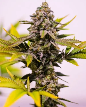 Cinderella 99 Regular Seeds