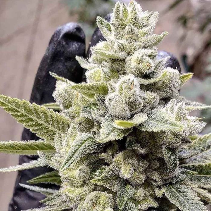 brothers-grimm-seeds-grimm-glue-xx-feminised-cannabis-seeds-1