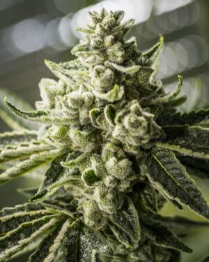 Grimm Glue XX Feminised Seeds