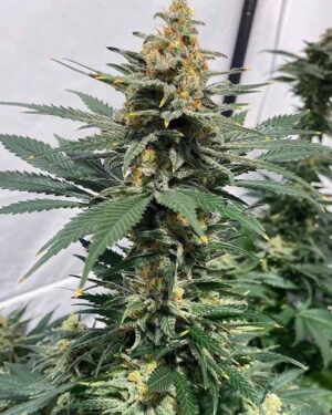 (Cinderella) Pineapple XX Feminised Seeds