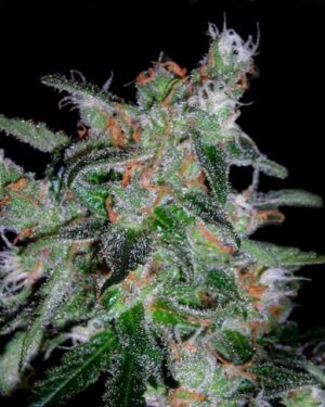 60 Day Lemon Auto Feminised Seeds