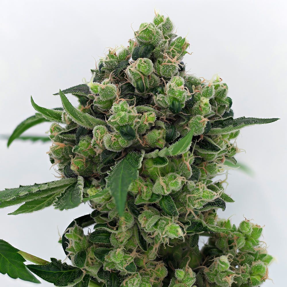 karma-genetics-sowahh-regular-cannabis-seeds-1