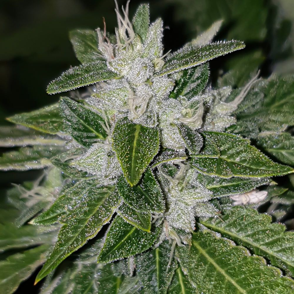 karma-genetics-sowahh-regular-cannabis-seeds-2