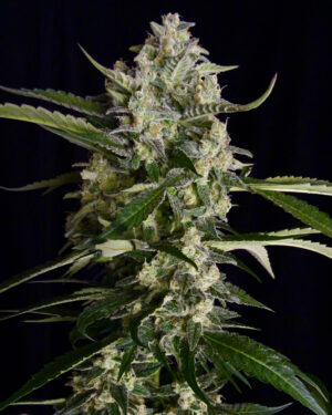 Seriosa Feminised Seeds