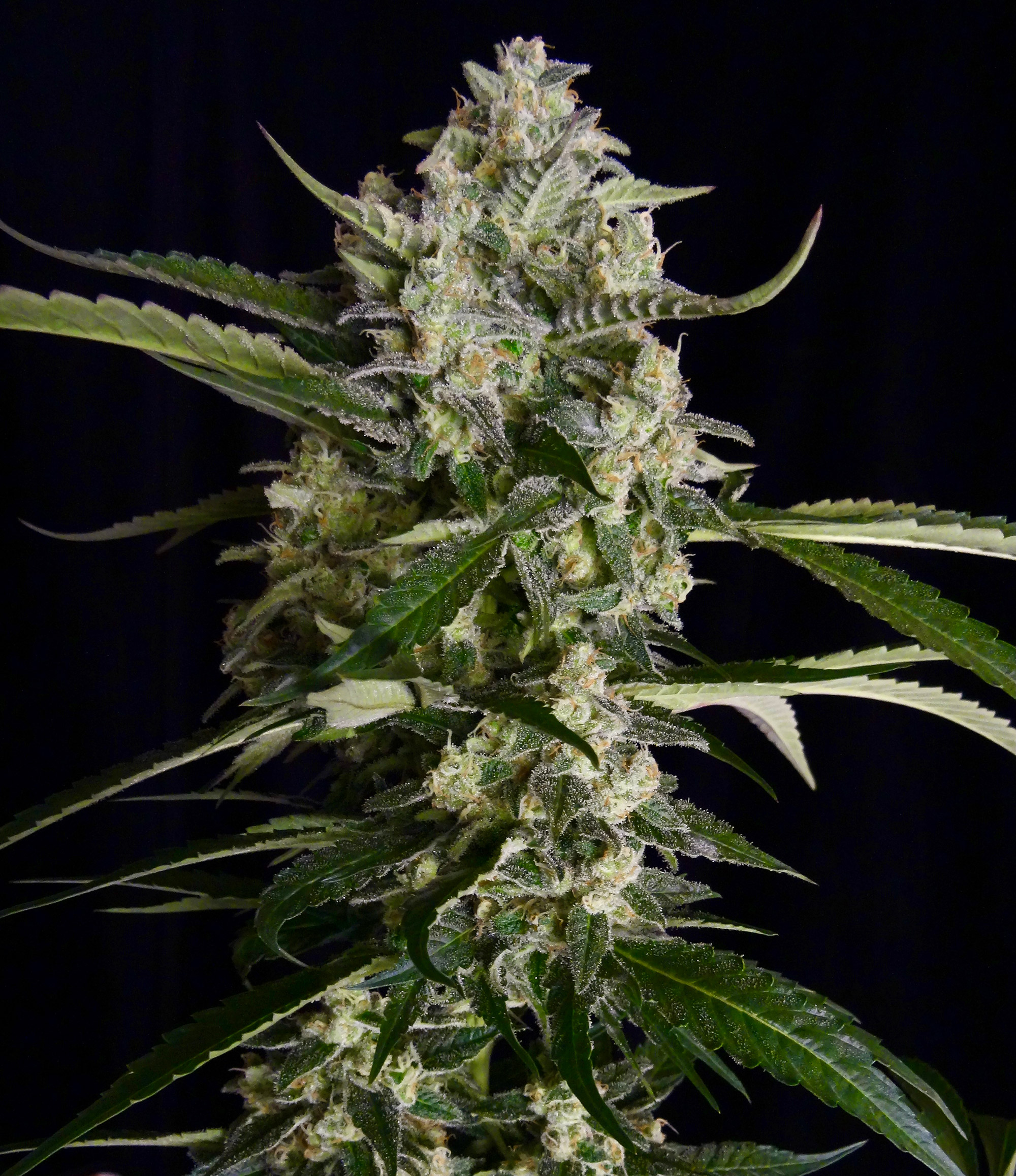 serious-seeds-seriosa-feminised-cannabis-seeds-2