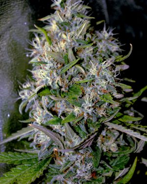 Apple Crumble Feminised Seeds