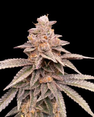 Banana Latte Feminised Seeds
