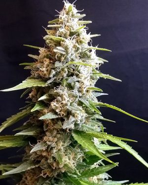 Maltezerz Feminised Seeds
